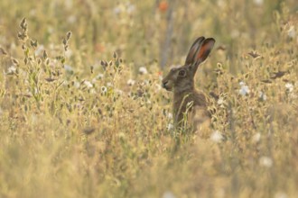 European brown hare (Lepus europaeus) adult animal amongst wildflowers in a farmland field in