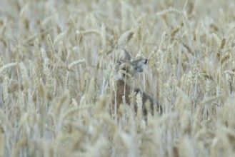 European brown hare (Lepus europaeus) adult animal feeding on a wheat sheath in a farmland field in