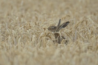 European brown hare (Lepus europaeus) adult animal in a farmland wheat field in summer, England,