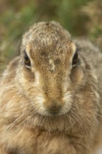 European brown hare (Lepus europaeus) adult animal head portrait, England, United Kingdom