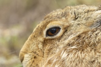 European brown hare (Lepus europaeus) adult animal head portrait, England, United Kingdom