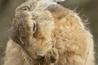 European brown hare (Lepus europaeus) adult animal washing its foot, England, United Kingdom