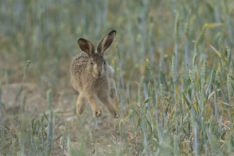European brown hare (Lepus europaeus) adult animal leaping in the air in a farmland wheat field in