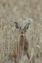 European brown hare (Lepus europaeus) adult animal feeding on a wheat sheath in a farmland cereal