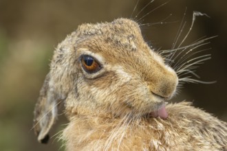 European brown hare (Lepus europaeus) adult animal washing its fur, England, United Kingdom