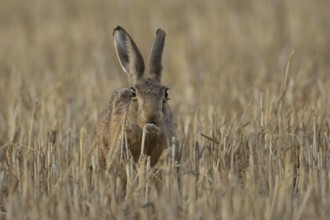 European brown hare (Lepus europaeus) adult animal feeding on a wheat sheath in a farmland stubble
