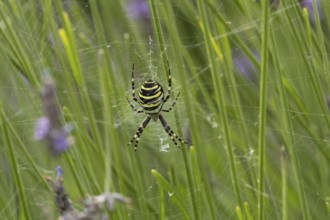 Wasp spider (Argiope bruennichi) adult in its web amongst lavender plants in the summer, England,