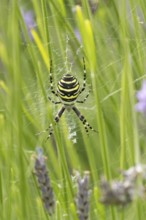 Wasp spider (Argiope bruennichi) adult in its web amongst lavender plants in the summer, England,