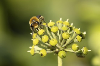 Ivy bee (Colletes hederae) adult insect feeding on Ivy flowers in the summer, England, United