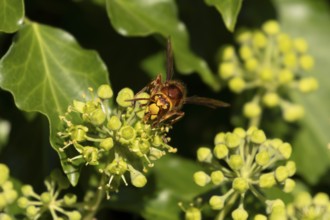 European hornet (Vespa crabro) adult wasp insect feeding on Ivy flowers in the summer, England,