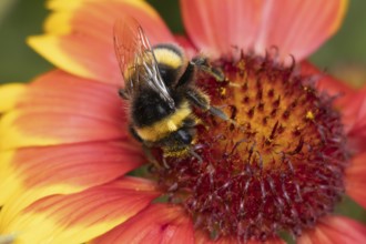 Buff tailed bumblebee (Bombus terrestris) adult bee insect feeding on garden Gaillardia flower in