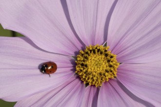 Seven-spot ladybird (Coccinella septempunctata) adult insect on a garden Cosmos flower in summer,