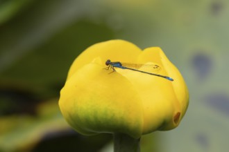 Red eyed damselfly (Erythromma najas) adult insect on a yellow water lily flower in a garden pond