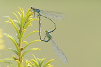 Red eyed damselfly (Erythromma najas) two adult insects mating on a Yew tree leaf in the summer,