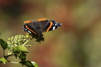 Red admiral butterfly (Vanessa atalanta) adult insect feeding on Ivy flowers in the summer,
