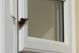 Red admiral butterfly (Vanessa atalanta) adult insect resting on an urban house conservatory window