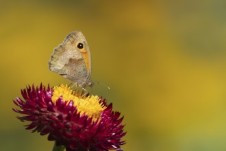 Meadow brown butterfly (Maniola jurtina) adult insect feeding on a garden Strawflower flower in the