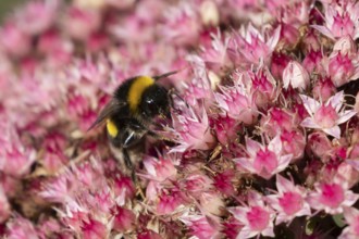 Garden bumblebee (Bombus hortorum) adult bee insect feeding on garden Sedum flowers in the summer,