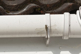 Migrant hawker dragonfly (Aeshna mixta) adult insect resting on a house gutter in the summer,