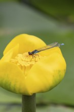Red eyed damselfly (Erythromma najas) adult insect on a yellow water lily flower in a garden pond