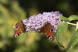 Peacock butterfly (Aglais io) two adult insects feeding on a garden Buddleja flower, England,