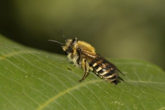 Ivy bee (Colletes hederae) adult insect on a plant leaf in the summer, England, United Kingdom