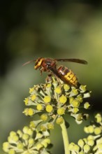 European hornet (Vespa crabro) adult wasp insect on Ivy flowers in the summer, England, United