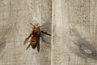 European hornet (Vespa crabro) adult wasp insect on a garden wooden fence in the summer, England,