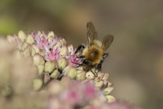 Common carder bumblebee (Bombus pascuorum) adult bee insect feeding on a garden pink Sedum flower