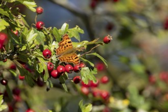 Comma butterfly (Polygonia c-album) adult insect resting on a Hawthorn tree full of red berries in