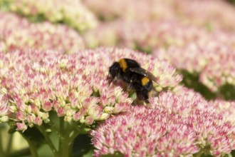 Buff tailed bumblebee (Bombus terrestris) adult bee insect feeding on garden Sedum flowers in the