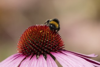 Buff tailed bumblebee (Bombus terrestris) adult insect feeding on garden purple Coneflower