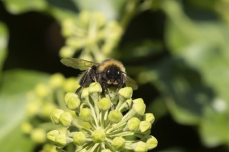 Buff tailed bumblebee (Bombus terrestris) adult bee insect feeding on Ivy flowers in the summer,
