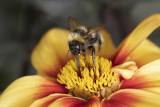 Common carder bumblebee (Bombus pascuorum) adult bee insect feeding on a garden Dahlia flower in