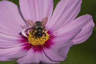 Leafcutter bee (Megachile spp.) adult insect on a garden Cosmos flower in the summer, England,