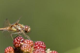 Common darter dragonfly (Sympetrum striolatum) adult insect resting on a blackberry fruit in
