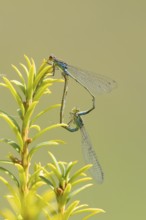 Red eyed damselfly (Erythromma najas) two adult insects mating on a Yew tree leaf in the summer,