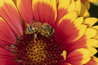 Honey bee (Apis mellifera) adult insect feeding on a garden Gaillardia flower in the summer,