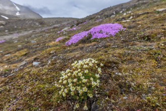 Tufted alpine saxifrage, tufted saxifrage (Saxifraga cespitosa) and moss campion in flower on the