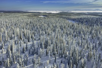 Aerial view over snow covered spruce trees on the taiga in winter, Riisitunturi National Park,
