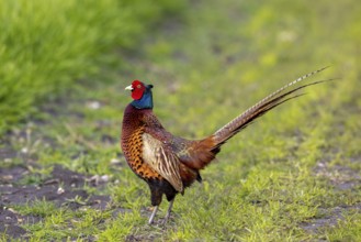 Common pheasant (Phasianus colchicus) adult male, cock in field during the breeding season in