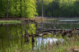 Schweingartensee in spring, lake in the Serrahn Hills, Serrahner Berge, Mecklenburgische Seenplatte
