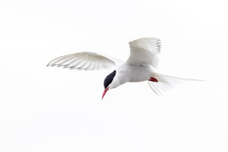 Arctic tern (Sterna paradisaea) in flight against white sky in summer