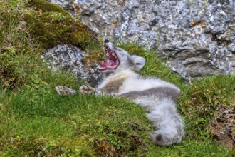Arctic fox, polar fox (Vulpes lagopus) in summer coat resting on the tundra and showing teeth while