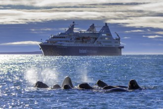 Walruses (Odobenus rosmarus) swimming in front of cruise ship Ocean Diamond from Iceland Pro