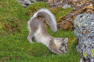 Arctic fox, polar fox (Vulpes lagopus) in summer coat stretching limbs on the tundra showing