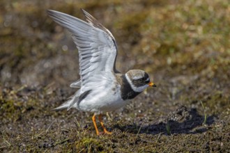 Common ringed plover (Charadrius hiaticula psammodromus) adult in breeding plumage stretching wings