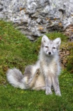 Arctic fox, polar fox (Vulpes lagopus) in summer coat sitting in front of rock on tundra showing