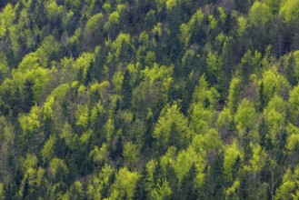 Aerial view over conifers and European beeches, common beech trees (Fagus sylvatica) showing canopy