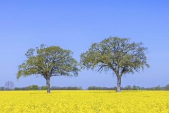 Two common oaks, pedunculate oak, English oak (Quercus robur) trees with new fresh leaves in yellow